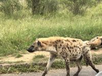 Krüger Nationalpark: Hyänen
