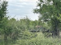 Krüger Nationalpark: Leopard