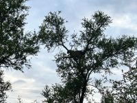 Krüger Nationalpark: Leopard