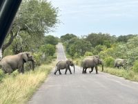 Krüger Nationalpark: Elefantenherde