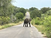 Krüger Nationalpark: Elefant