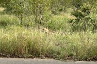 Krüger Nationalpark: Gepard