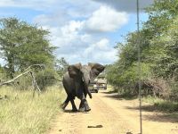 Krüger Nationalpark: Elefant