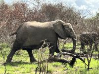 Krüger Nationalpark: Elefant