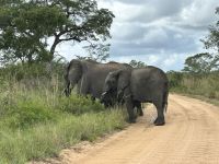 Krüger Nationalpark: Elefant