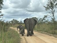 Krüger Nationalpark: Elefantenpo
