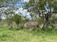 Krüger Nationalpark: Kudu