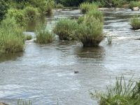 Krüger Nationalpark: Hippo im Wasser
