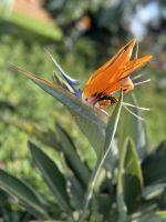 Pretoria: Voortrekker Monument - Strelizie
