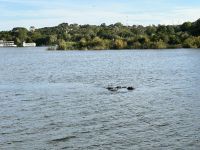 Vic Falls: Bootsfahrt auf dem Sambesi