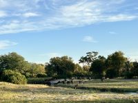 Vic Falls: Bootsfahrt auf dem Sambesi