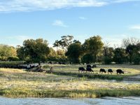 Vic Falls: Bootsfahrt auf dem Sambesi