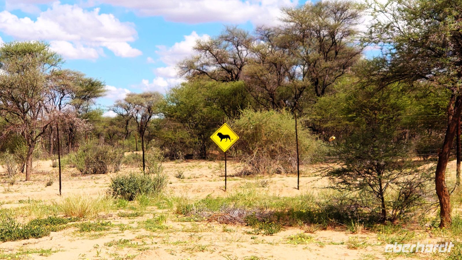 13 Oh - Hier gibt es auch Löwen