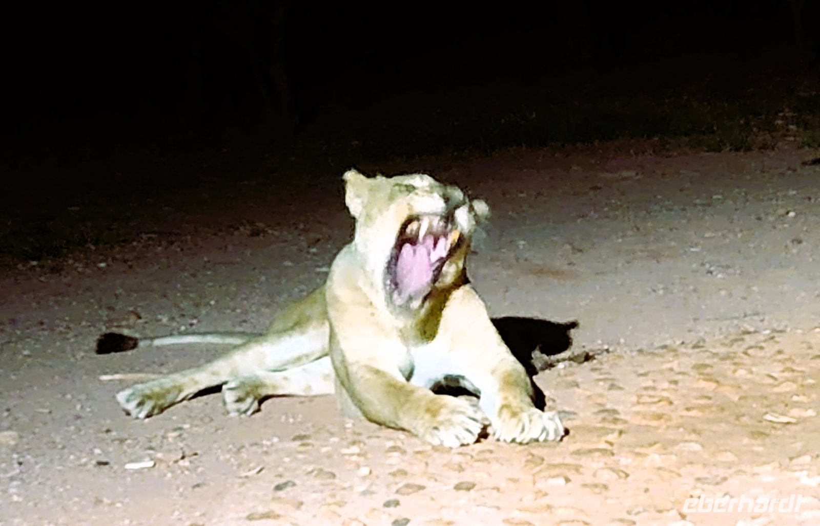 17 Wo bleibt der Reisebegleiter