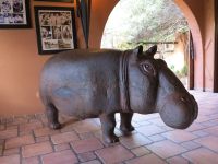 23 Das einzige Hippo weit und breit