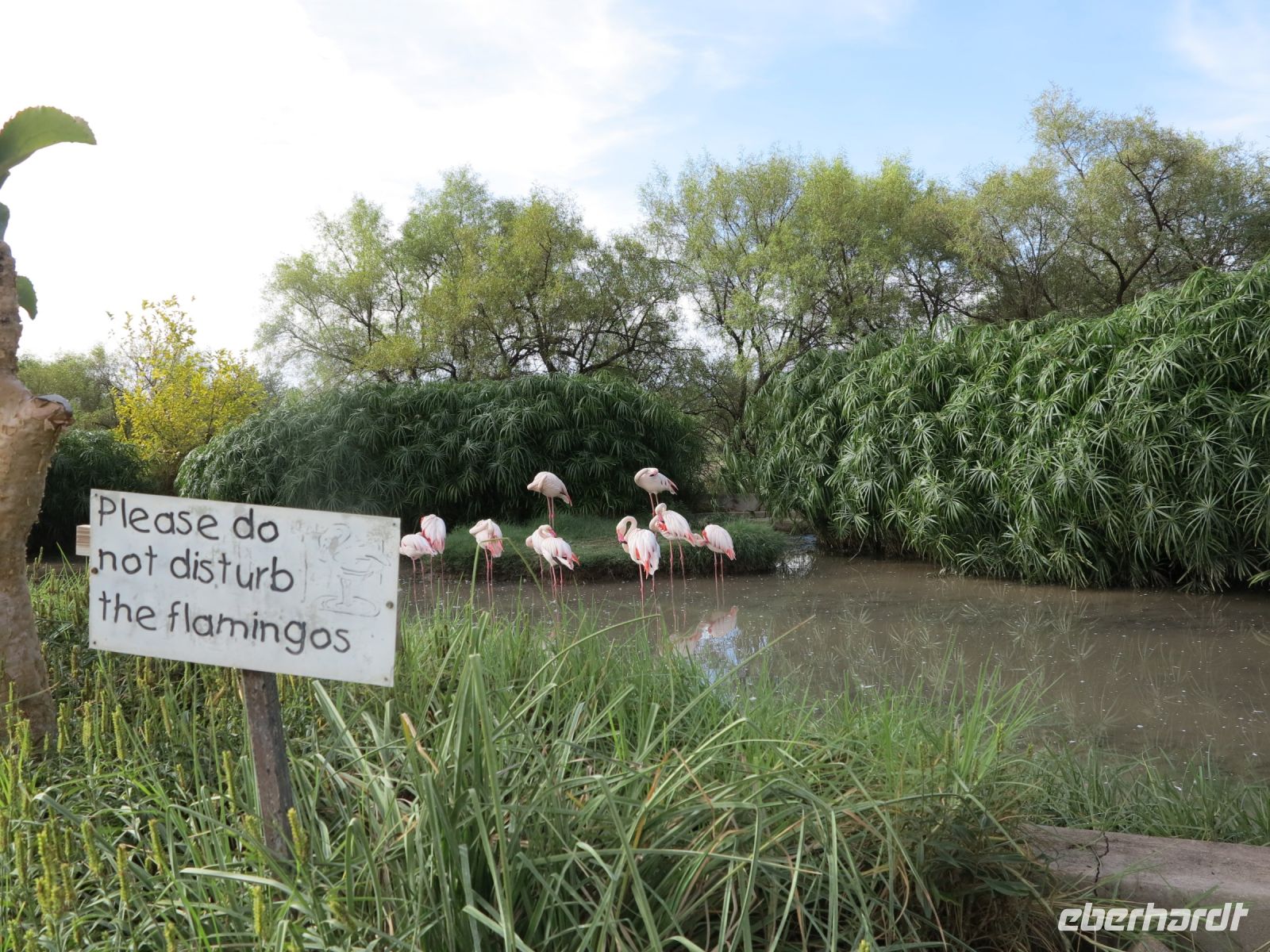 24 Die Flamingos sollen nicht gestört werden