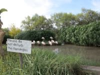 24 Die Flamingos sollen nicht gestört werden