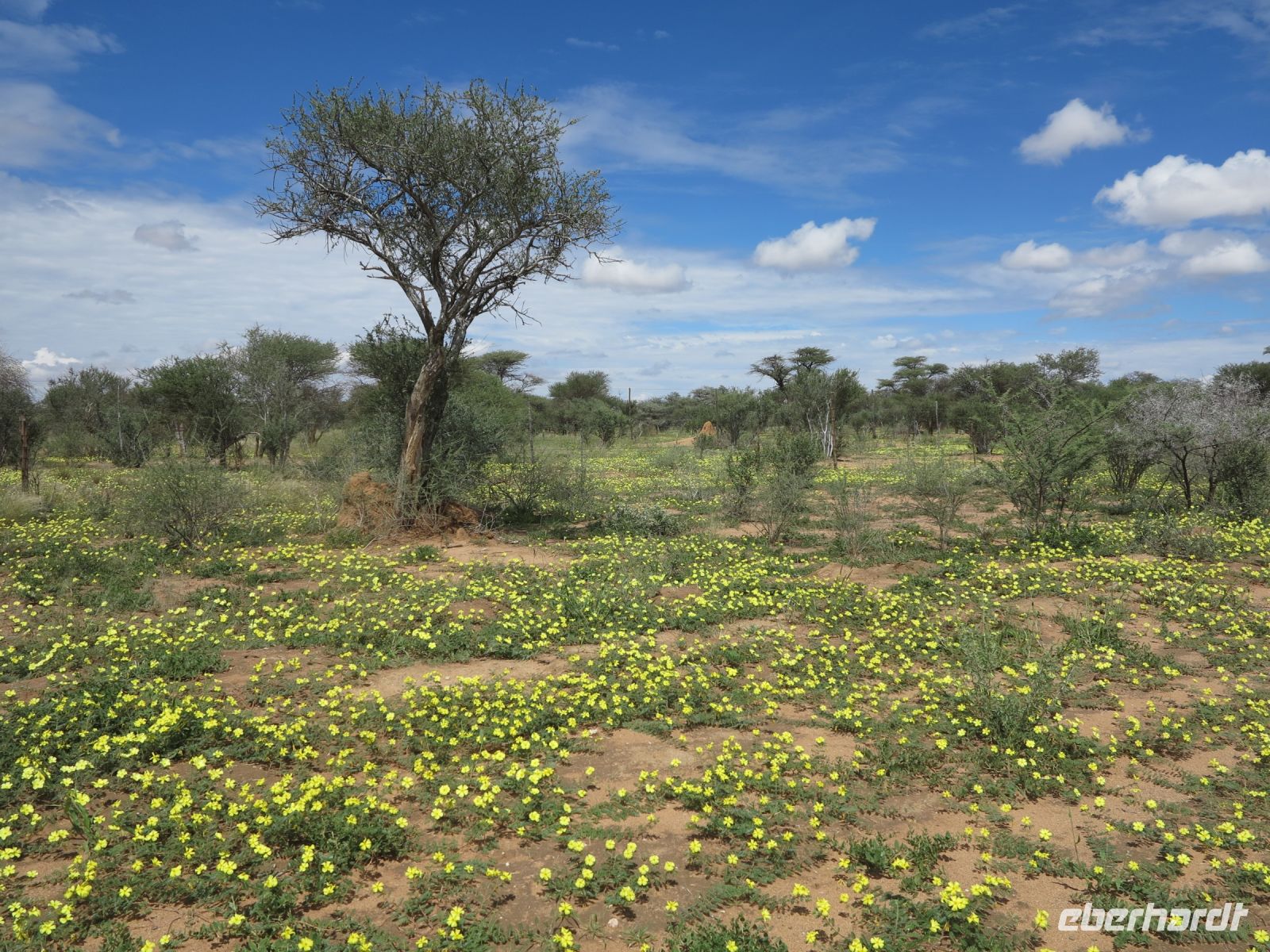 26 Morgenstern (Tribulus zeyheri)