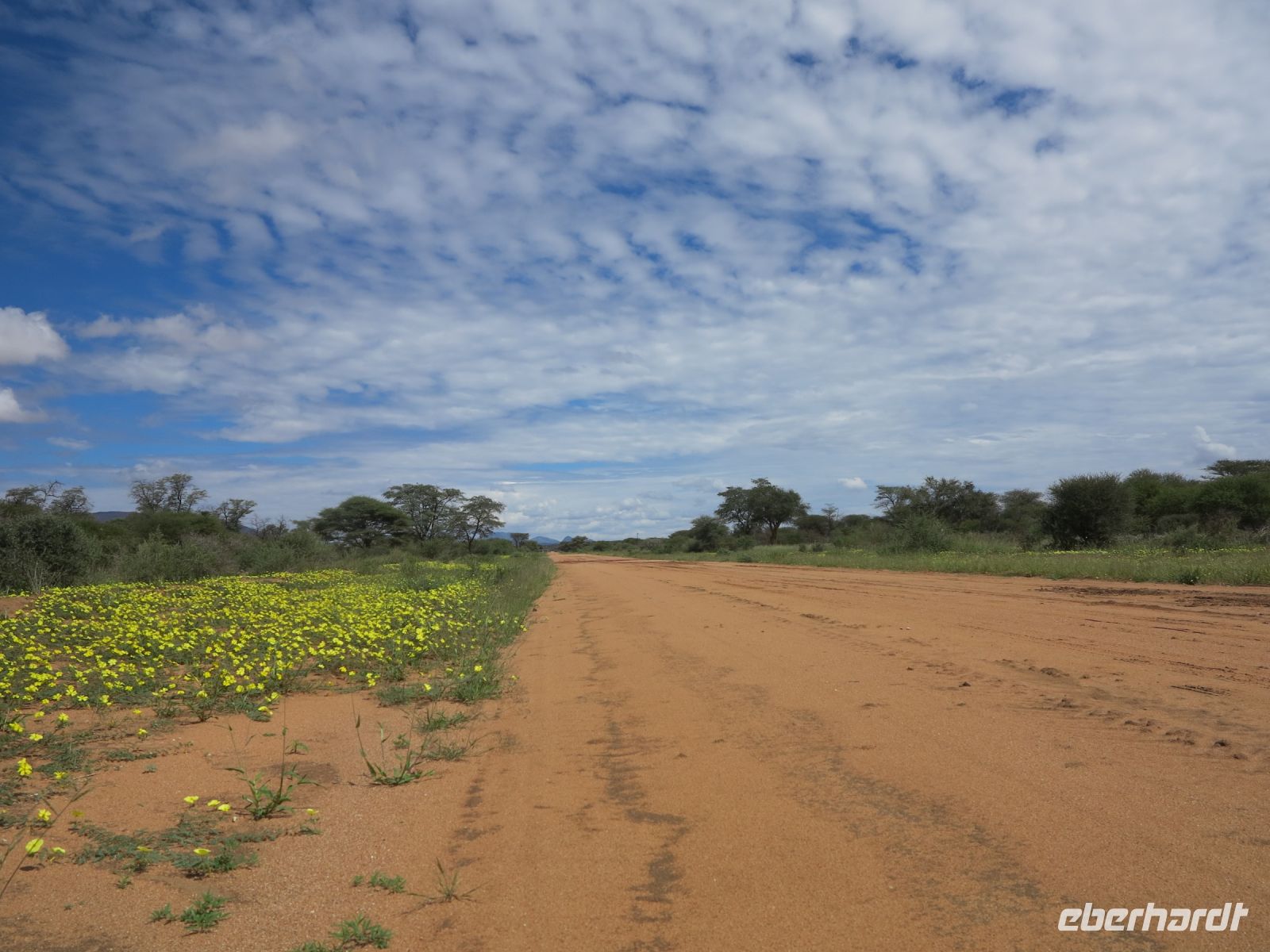 27 Neben der Straße - Morgenstern (Tribulus zeyheri)