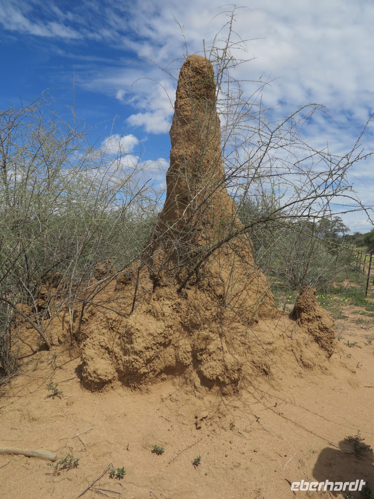 28 Typischer Termitenhügel