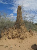 28 Typischer Termitenhügel