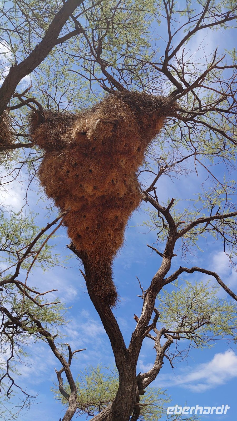 29 Webervogel-Kolonie