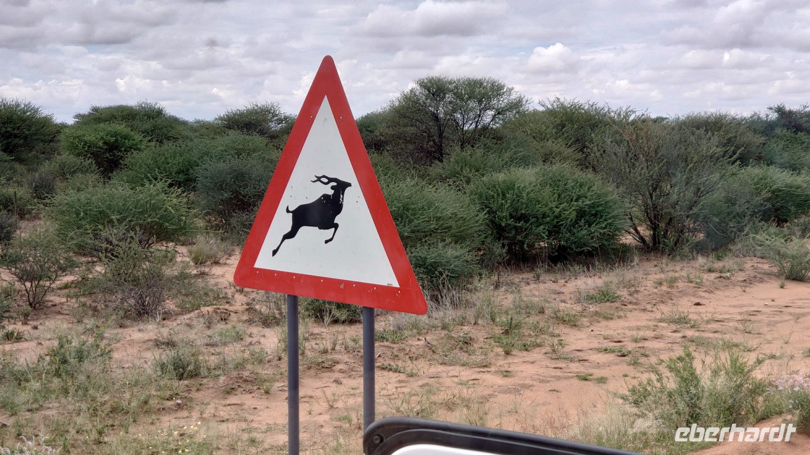 32 Achtung Antilopen von links.