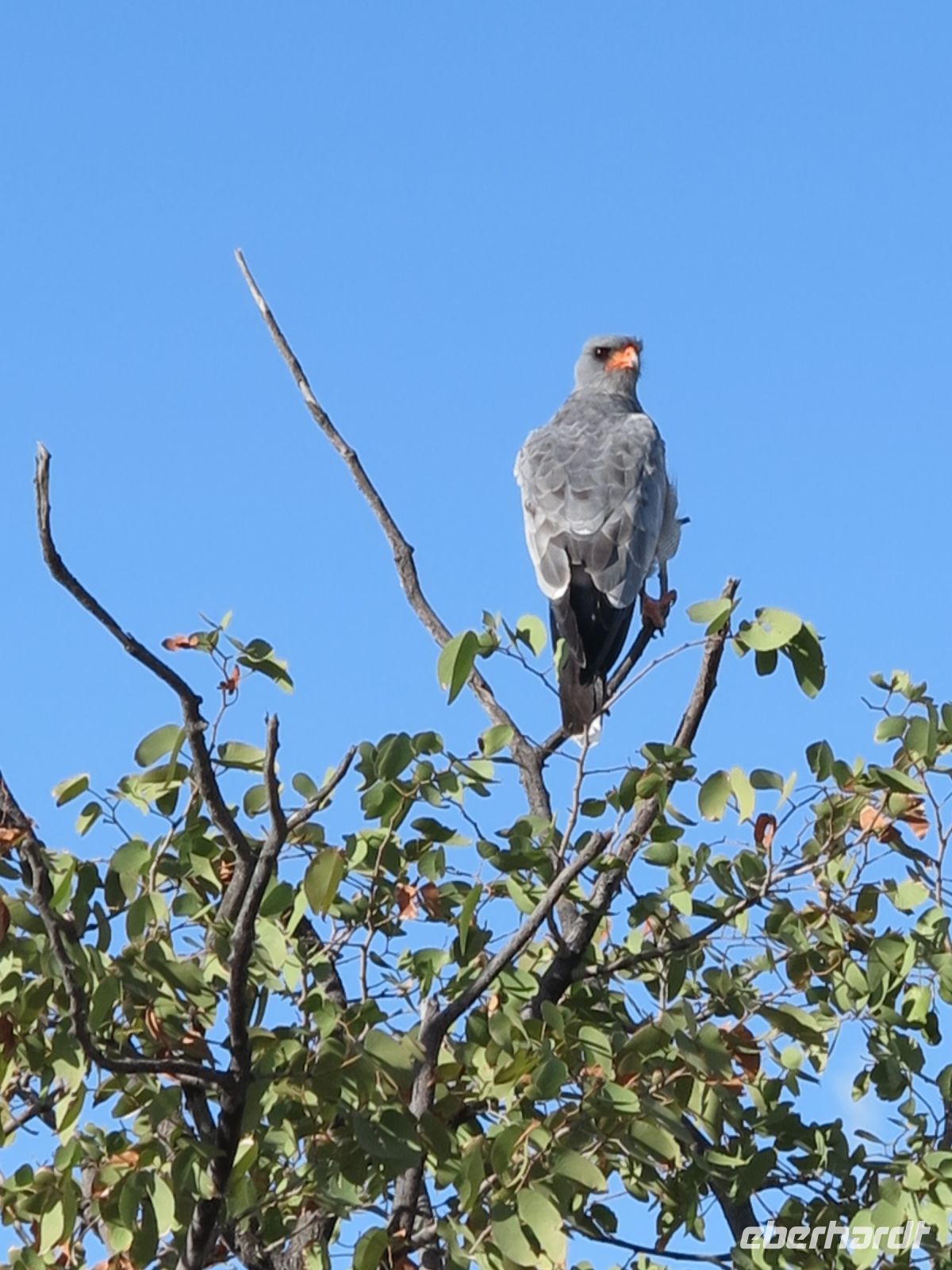 40 Noch ein Vogel...