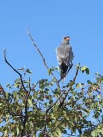 40 Noch ein Vogel...