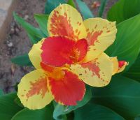 43 Ein morgendlicher Farbklecks