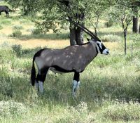 51 Ein stolzes Tier - Oryx Antilope