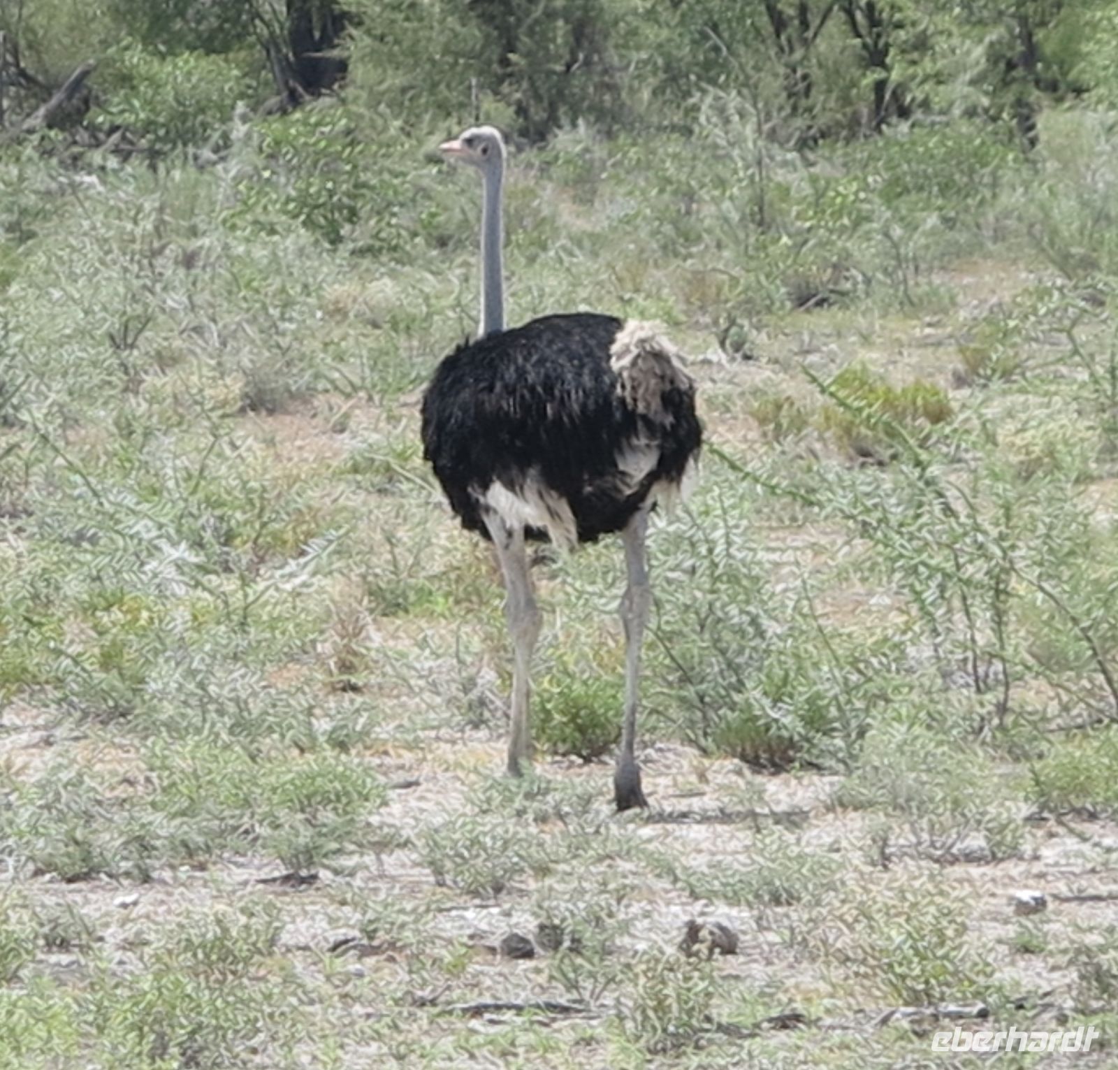 52 Ihr könnt mich mal...