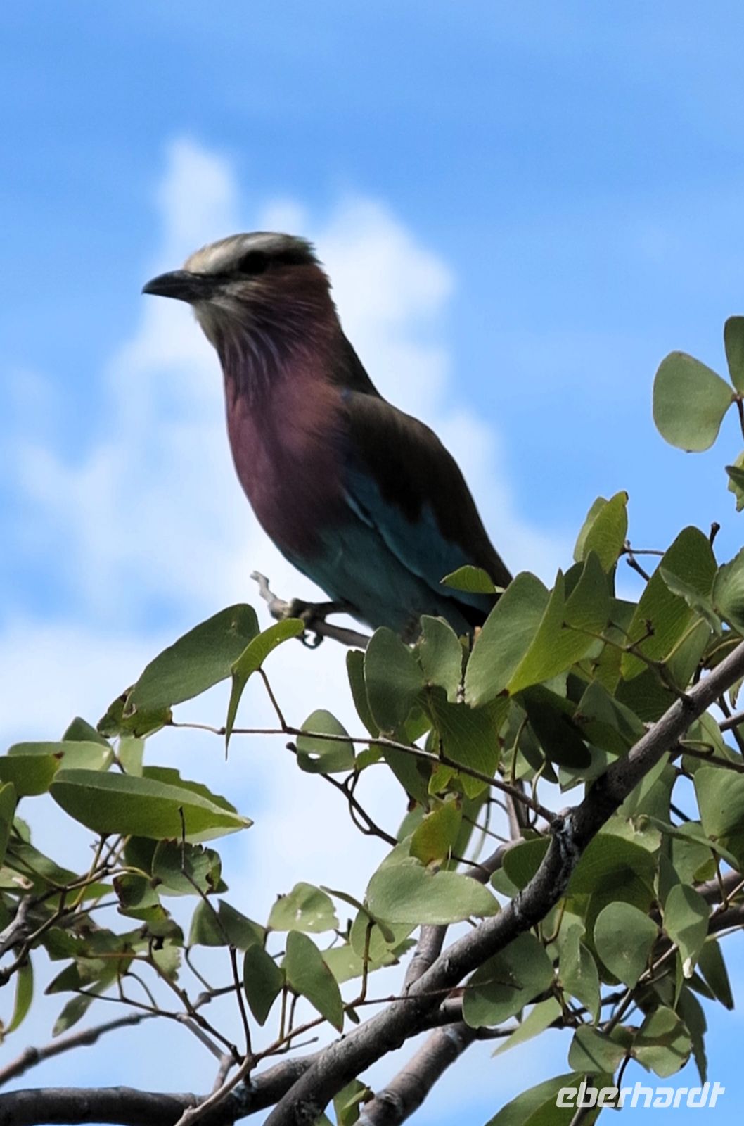 56 Zur Abwechslung mal ein Vogel