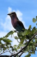 56 Zur Abwechslung mal ein Vogel