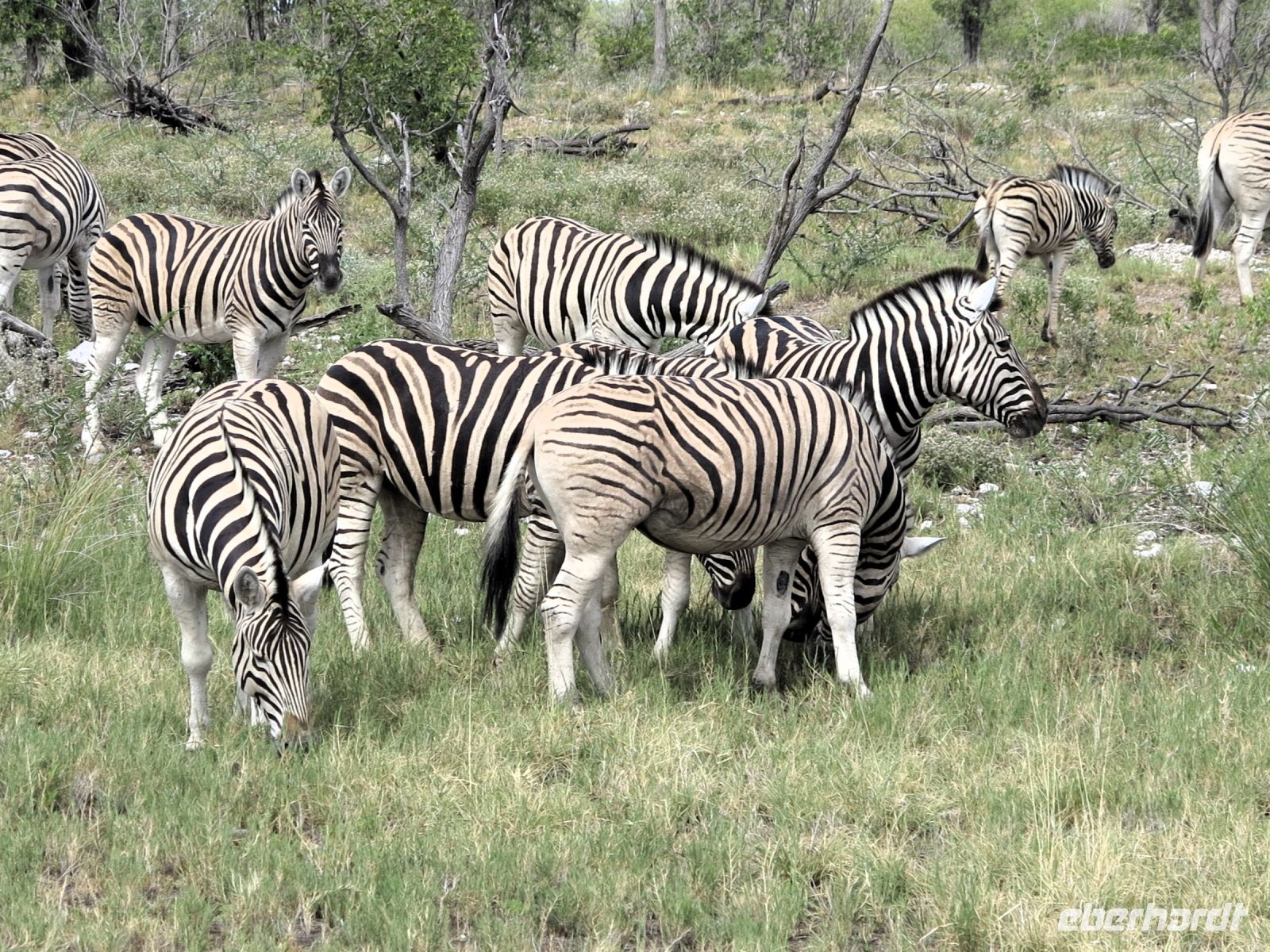 64 Anhalten - schon wieder Zebra-Streifen