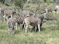 64 Anhalten - schon wieder Zebra-Streifen