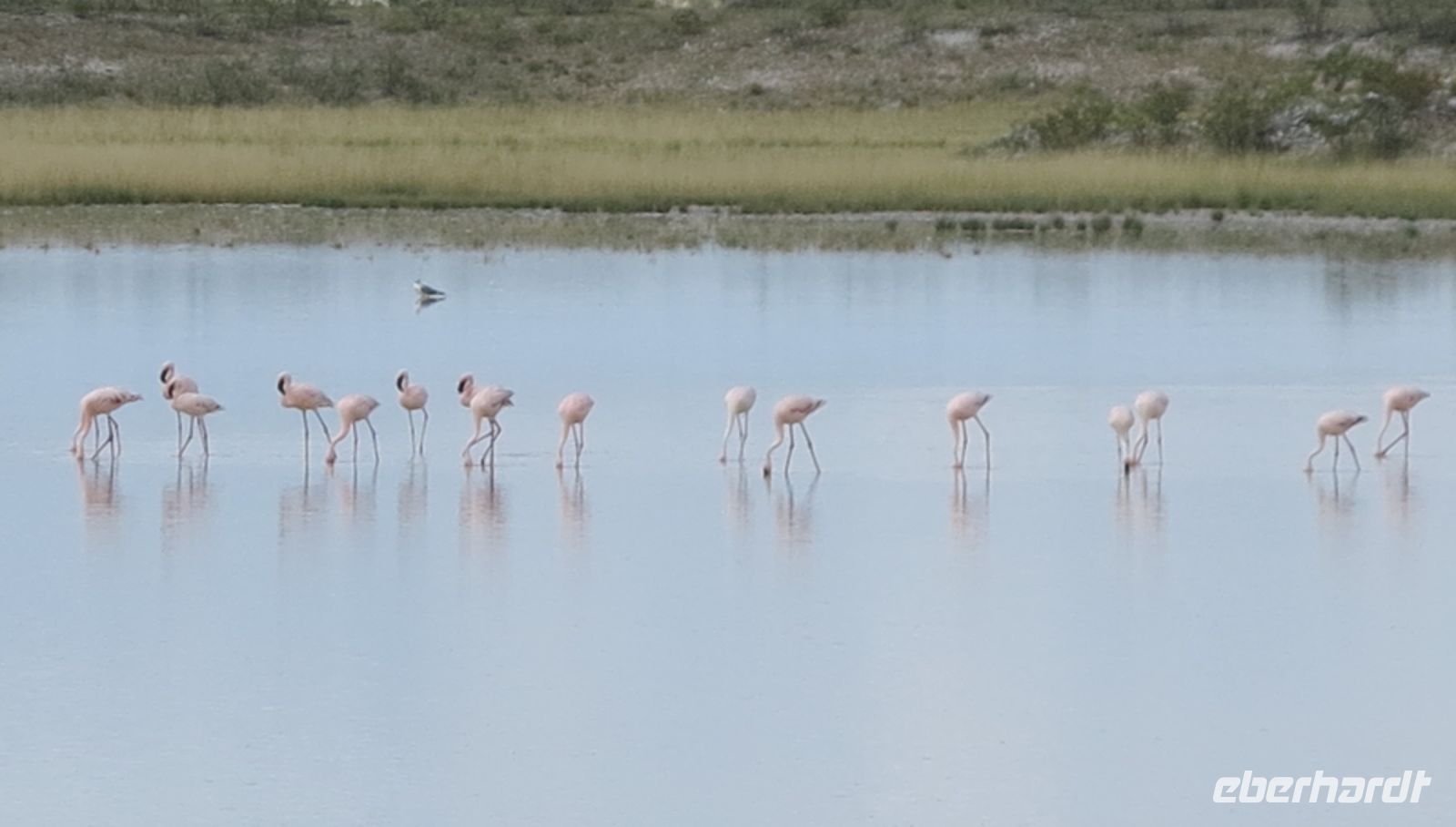 65 Pretty Flamingos