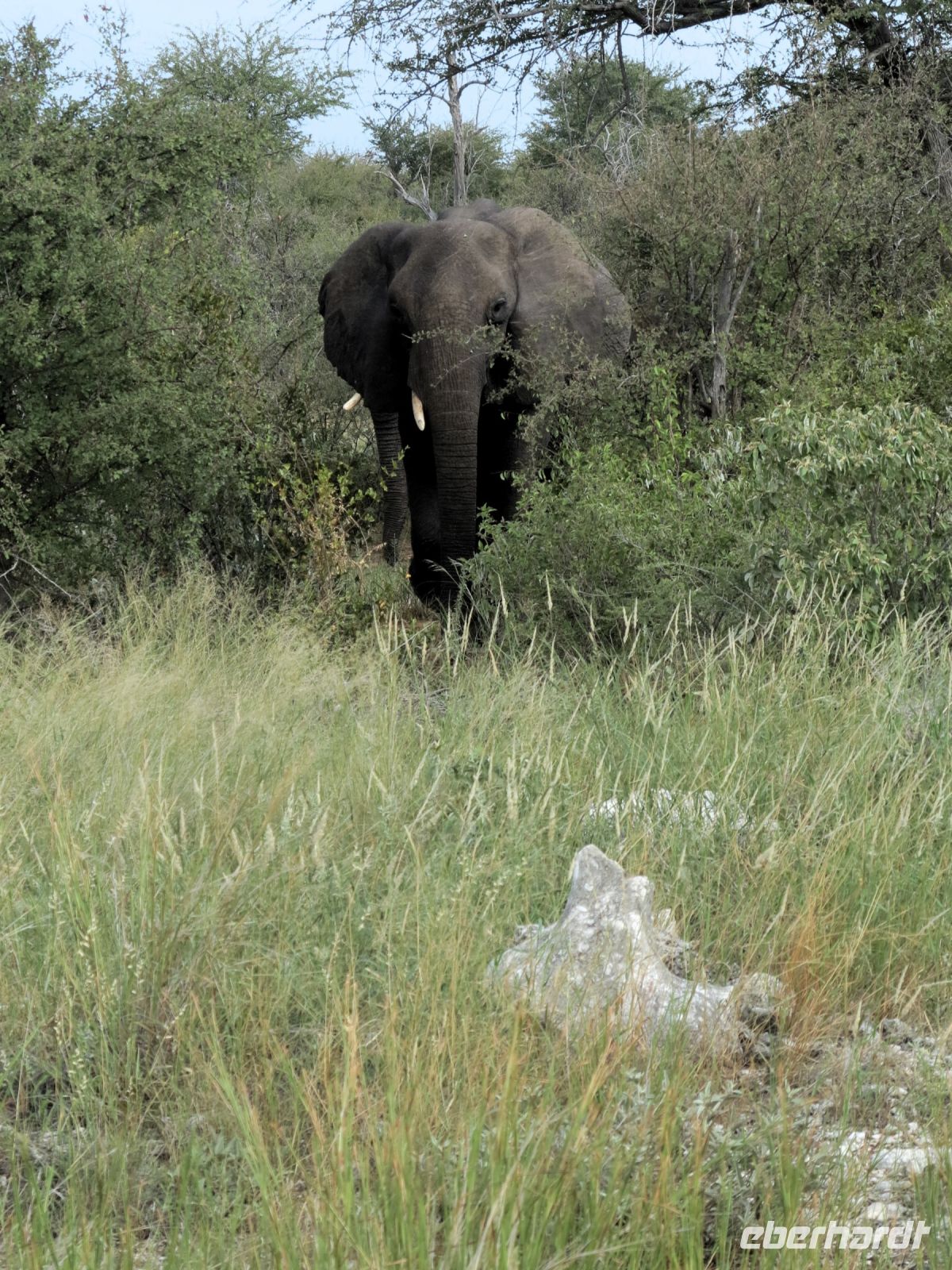 71 Es gibt ja hier doch Elefanten