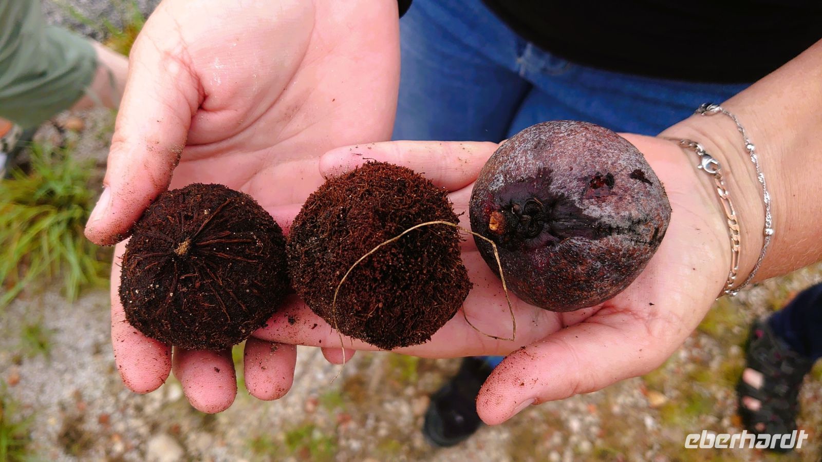 87 Die Früchte der Makalani Palme