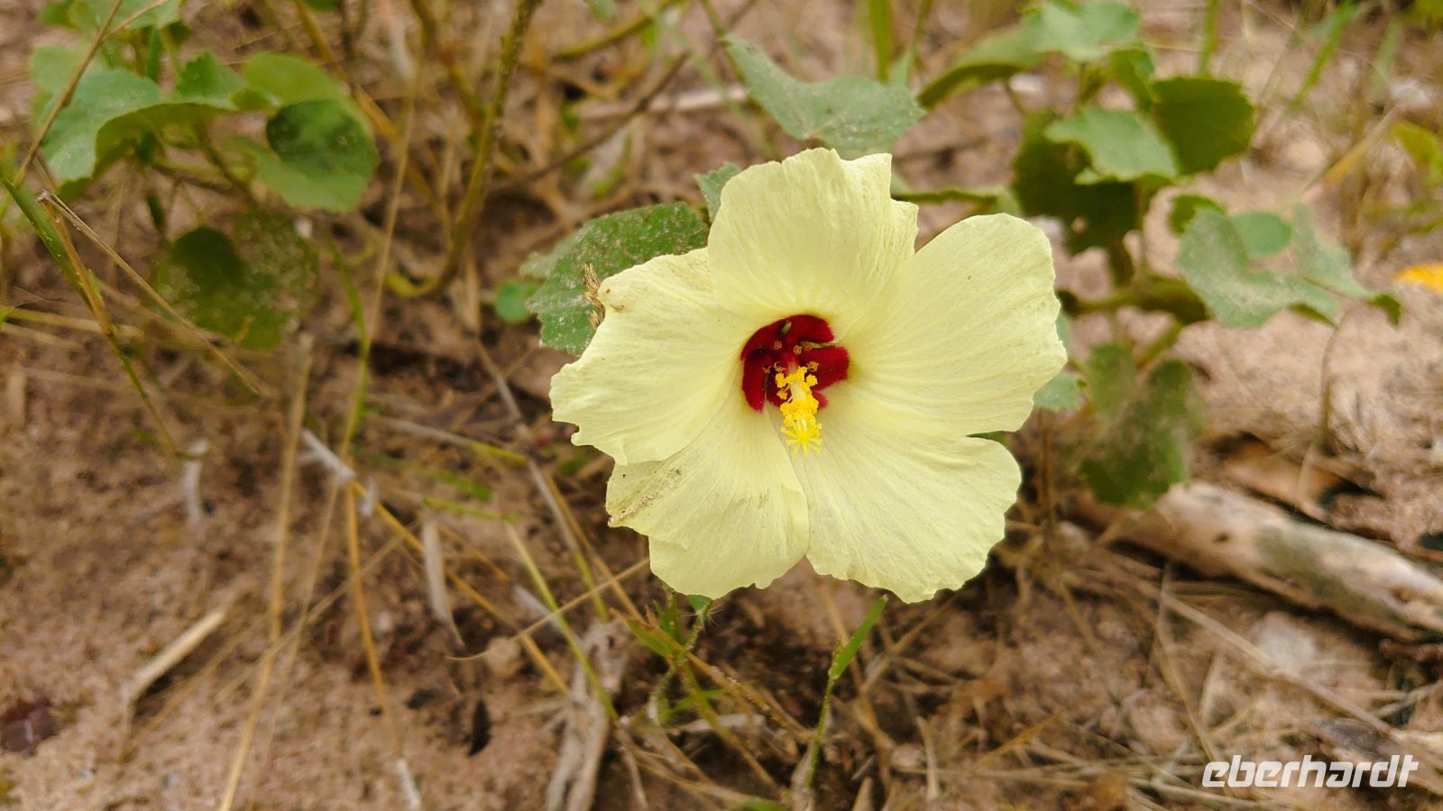 90 Ein kleiner Farbtupfer