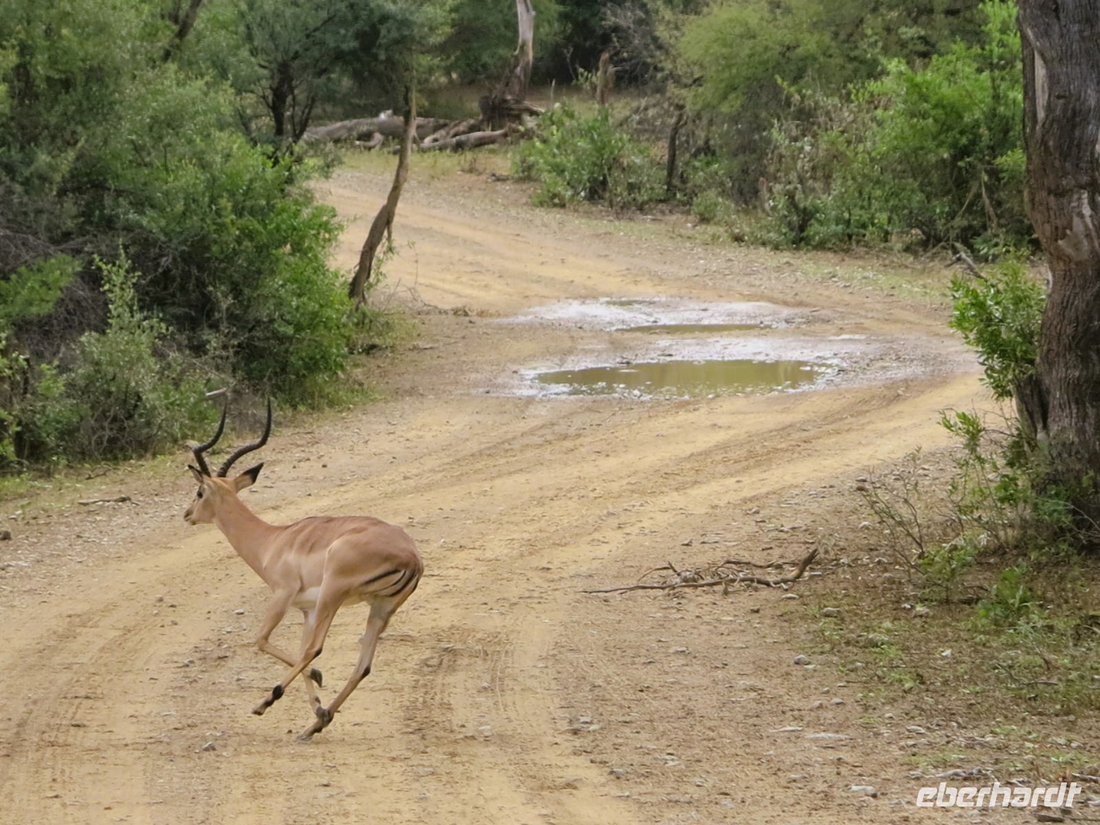 112 Achtung Wildwechsel