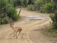 112 Achtung Wildwechsel