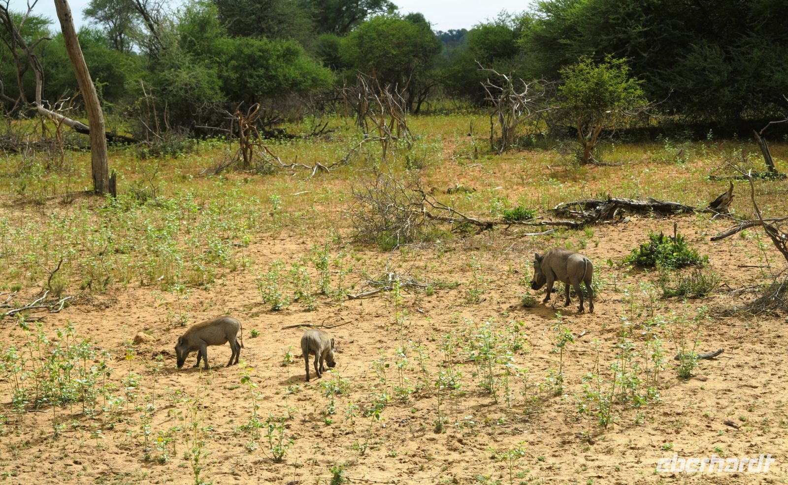 114 African Radio mit eingefahrener Antenne - Pumba
