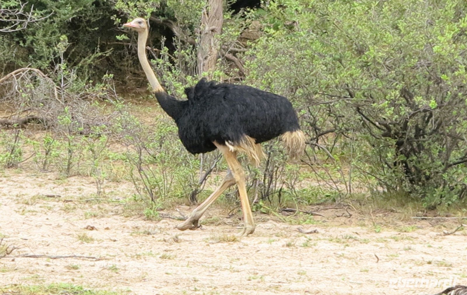 115 Ihr seid ja auch schon wieder da...