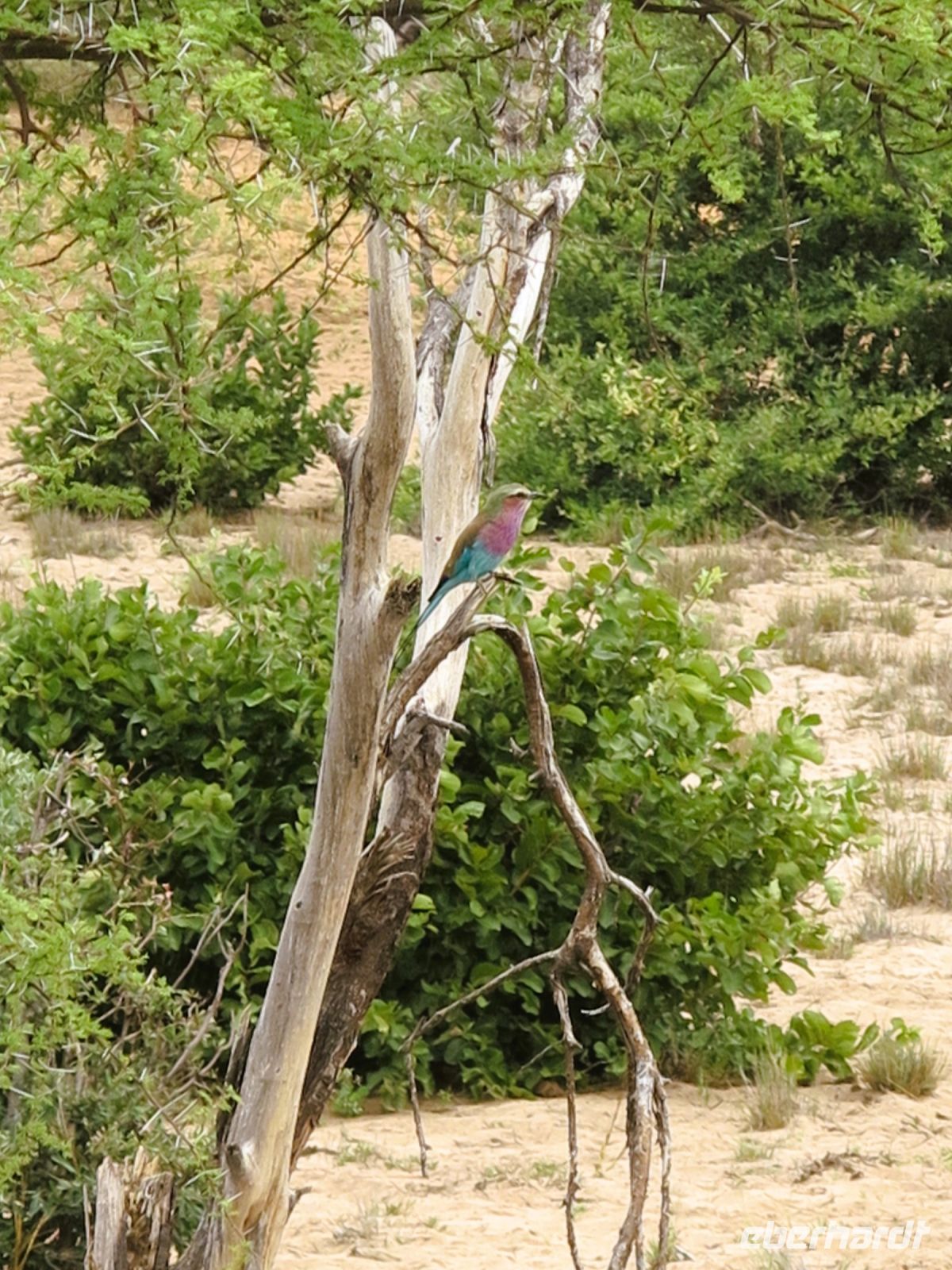 117 Vögel sind auch da...