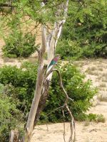 117 Vögel sind auch da...