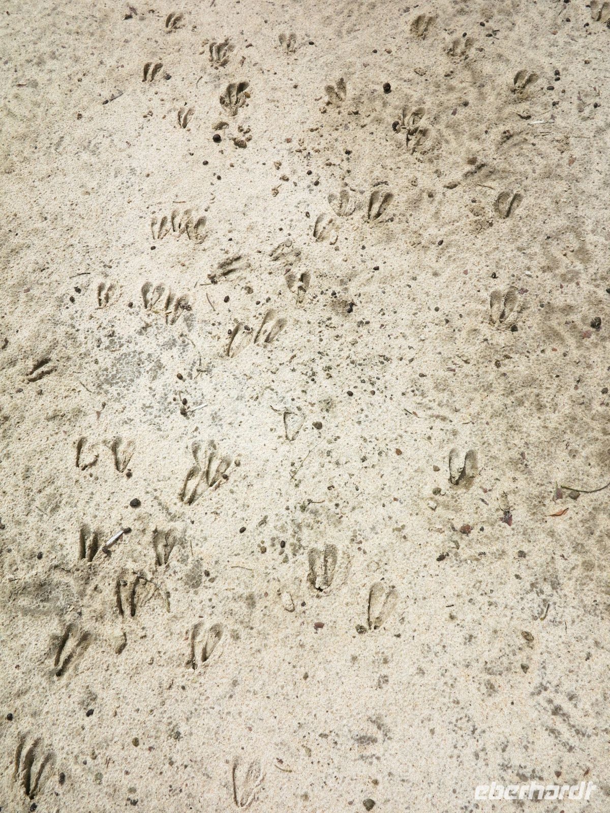 118 Deine Spuren im Sand