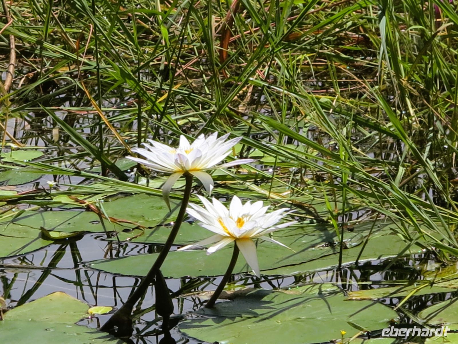 121 Zwei von vielen...