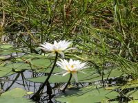 121 Zwei von vielen...