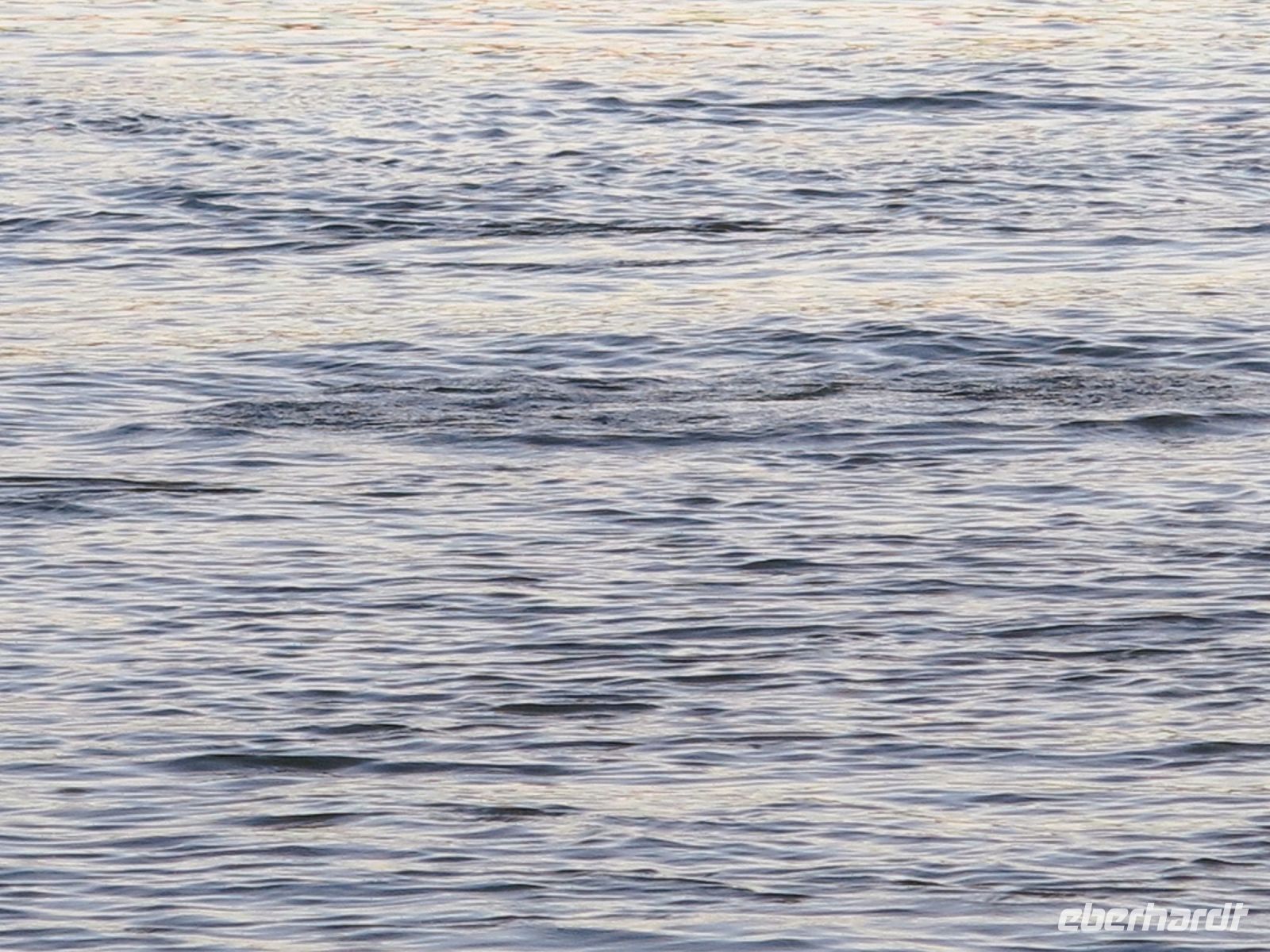 126 Hier waren Hippos gewesen...